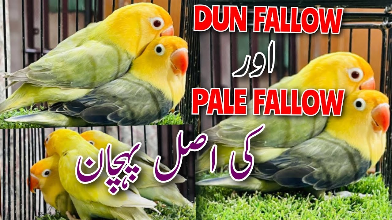 10 LAC KA PAIR | DUN FALLOW OR PALE FALLOW KI ASAL PEHCHAN 💯