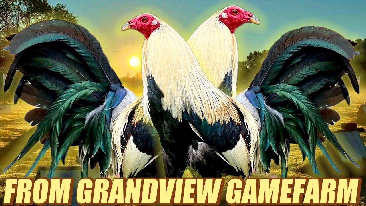 Regular Hatch Grey Doc Robinson - FROM GRANDVIEW GAMEFARM
