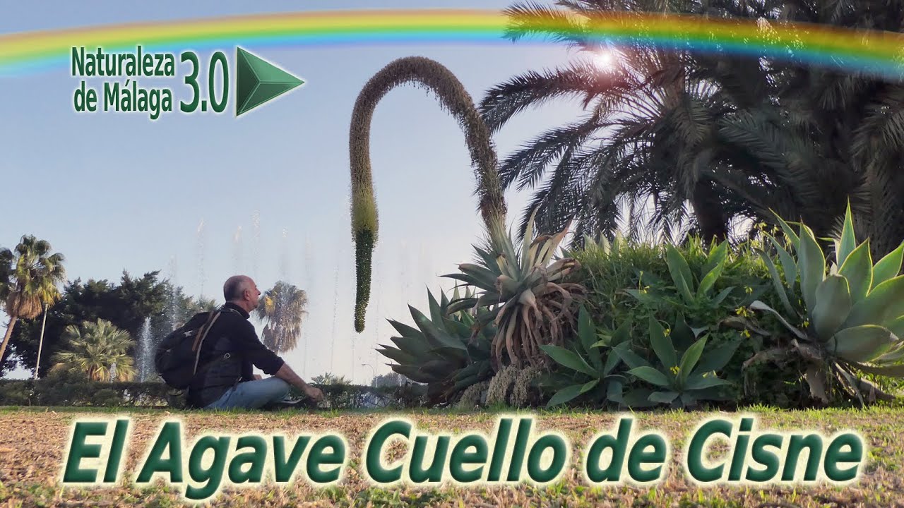 Plantas Ornamentales de M&aacute;laga: El Agave attenuata o &Aacute;gave Cuello de Cisne