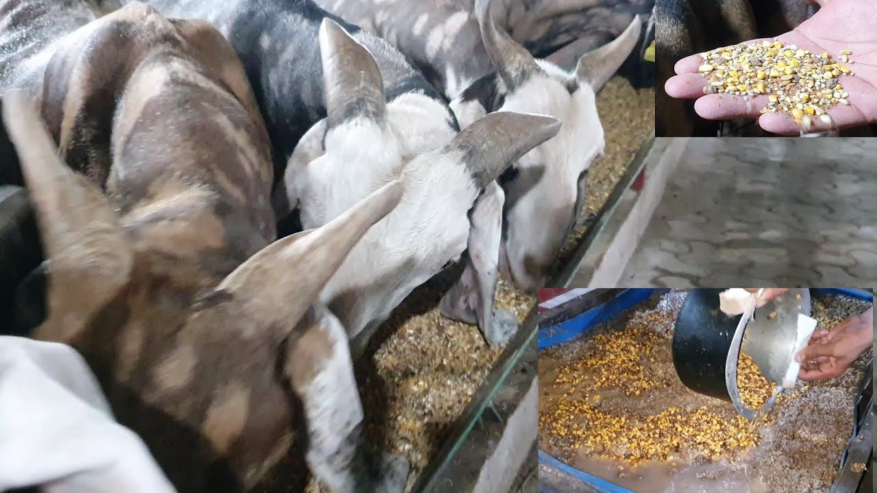 Goat Feed Details Schedule By Al Yum Goat Farm | Bakro Ki Special Diet.