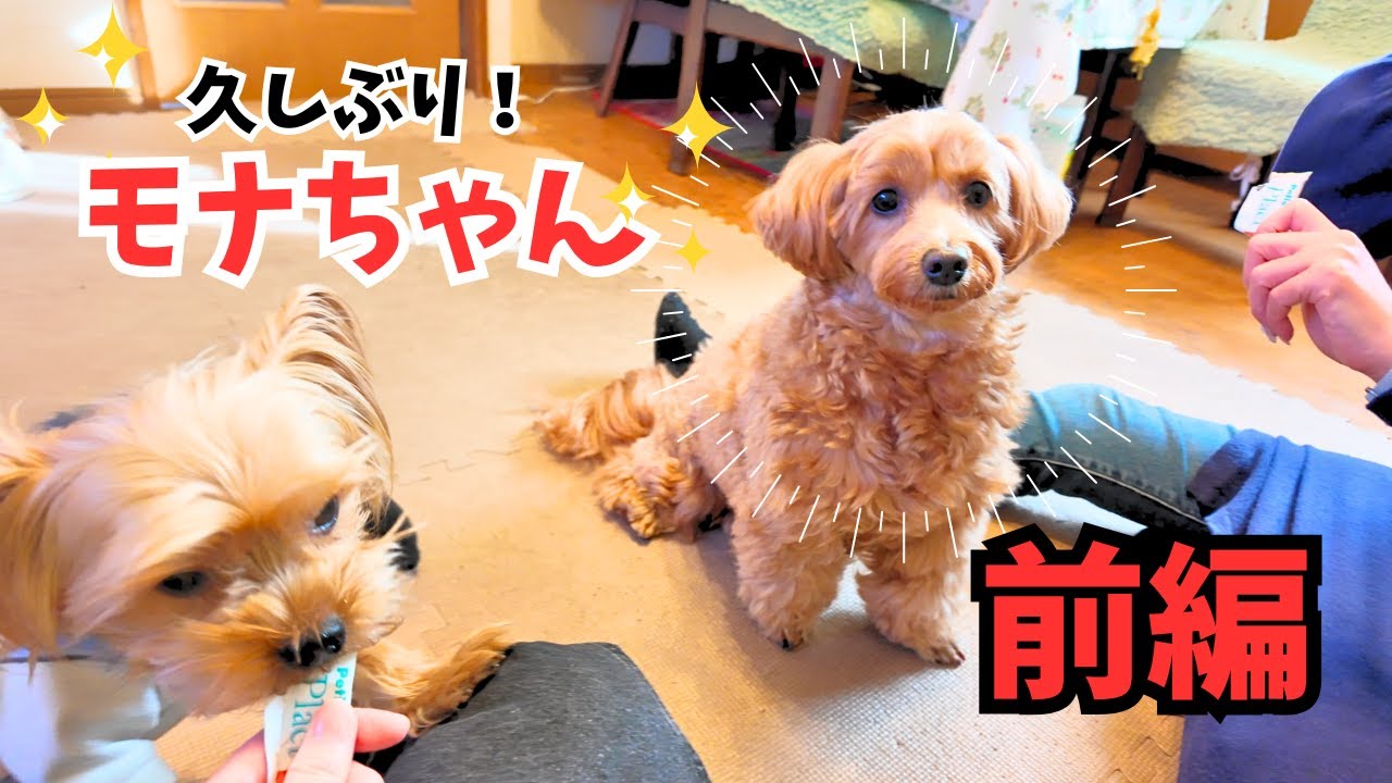【ヨーキー】2026年初の冒険へ🐾お友達の所へGO！【癒し】