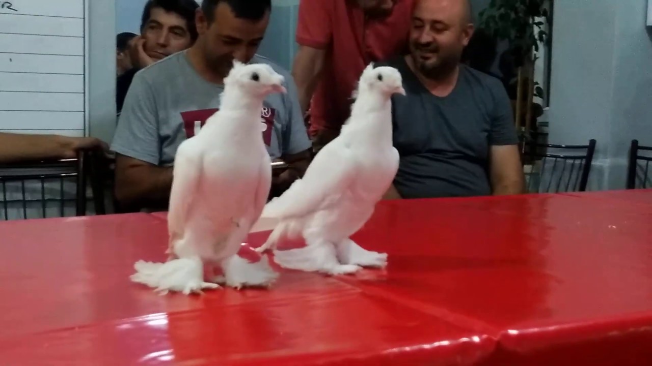 ESKİŞEHİR GÜVERCİNLERİ MASA SALIMI Çifttepe Arap ve Beyazlar VİDEO 3