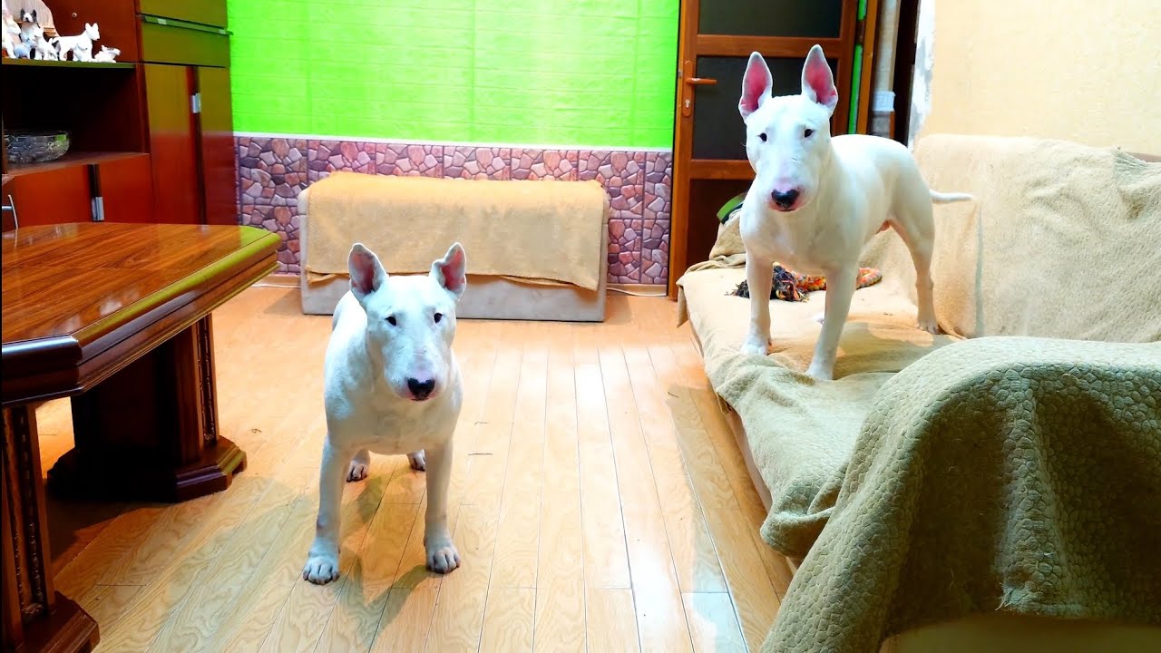 Снап и Дэнни Бультерьеры 😬 Snap & Danny Bull Terrier's