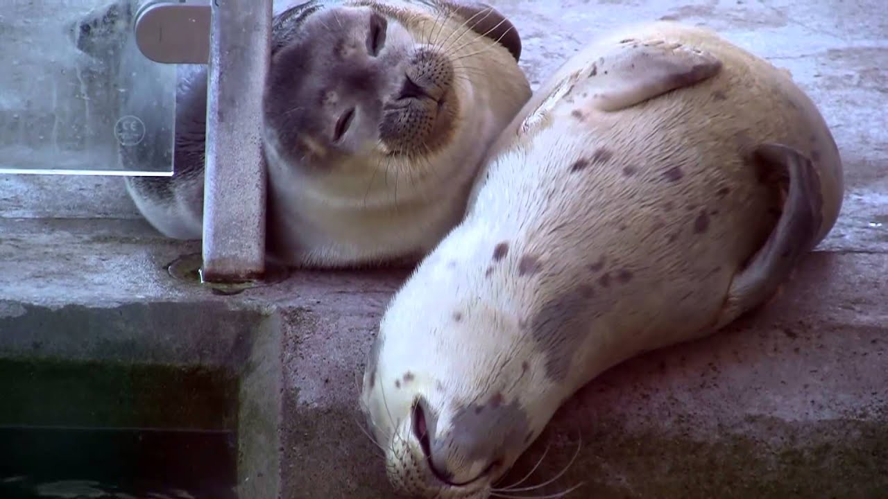 Seehundauffangstation Norddeich / Seal Nursery