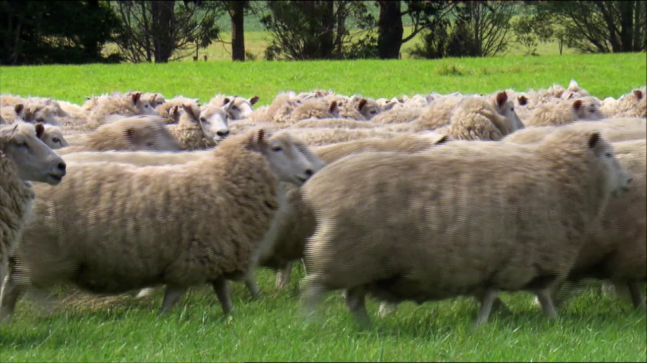 Landcorp Eweburn Station