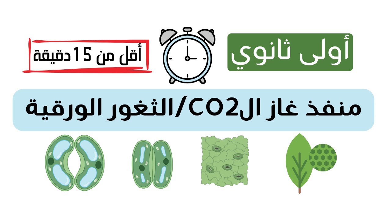 الثغور الورقية /منفذ ال co2 داخل الأنسجة الورقية 😎أولى ثانوي شعبة علوم و تكنلوجيا✨