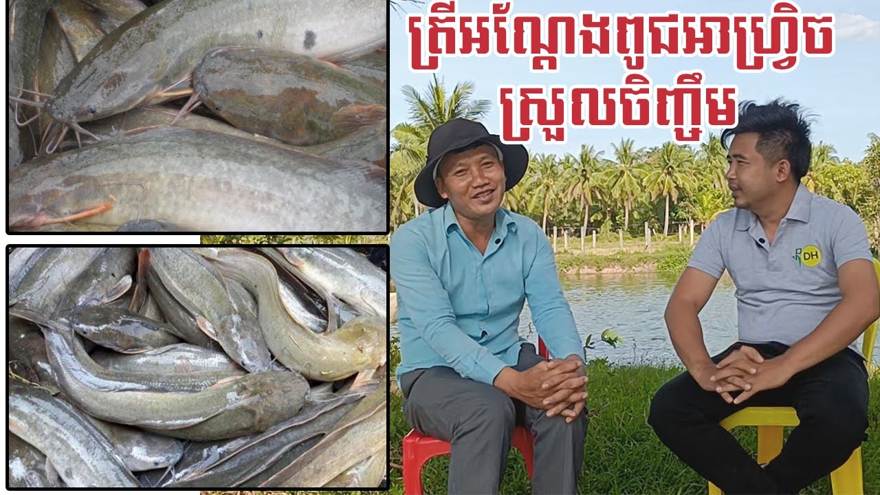 ចិញ្ចឹមត្រីអណ្តែងពូជអាហ្រ្វិច ជាប្រភេទត្រីដែលធន់នឹងជំងឺ សុីចំណីមិនរើសទេ