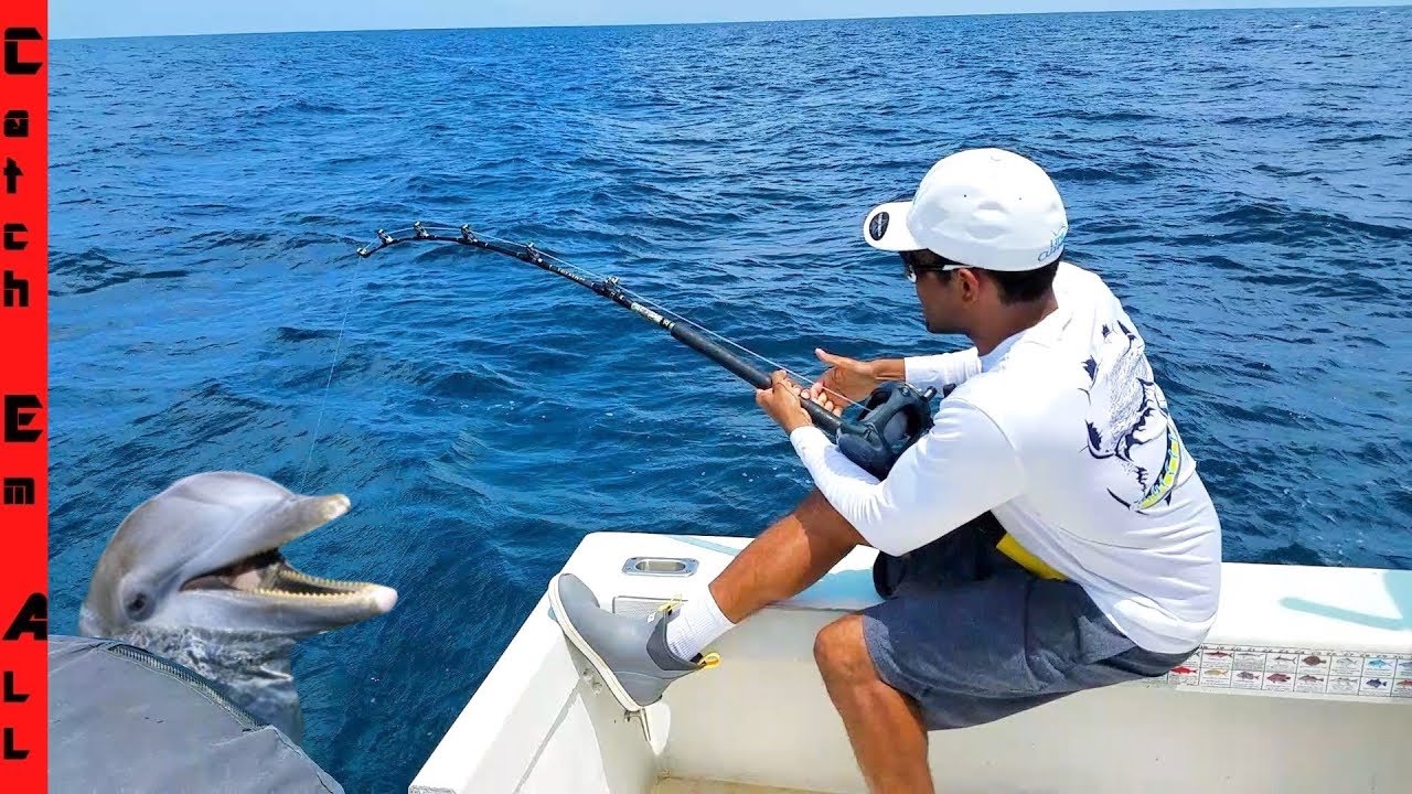 DOLPHIN Caught on FISHING LINE! Safe Release