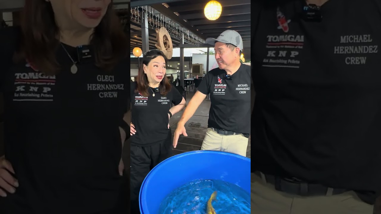 Routine koi health check at kOis&pOnds Farm - Salt & Elbagin koi bath