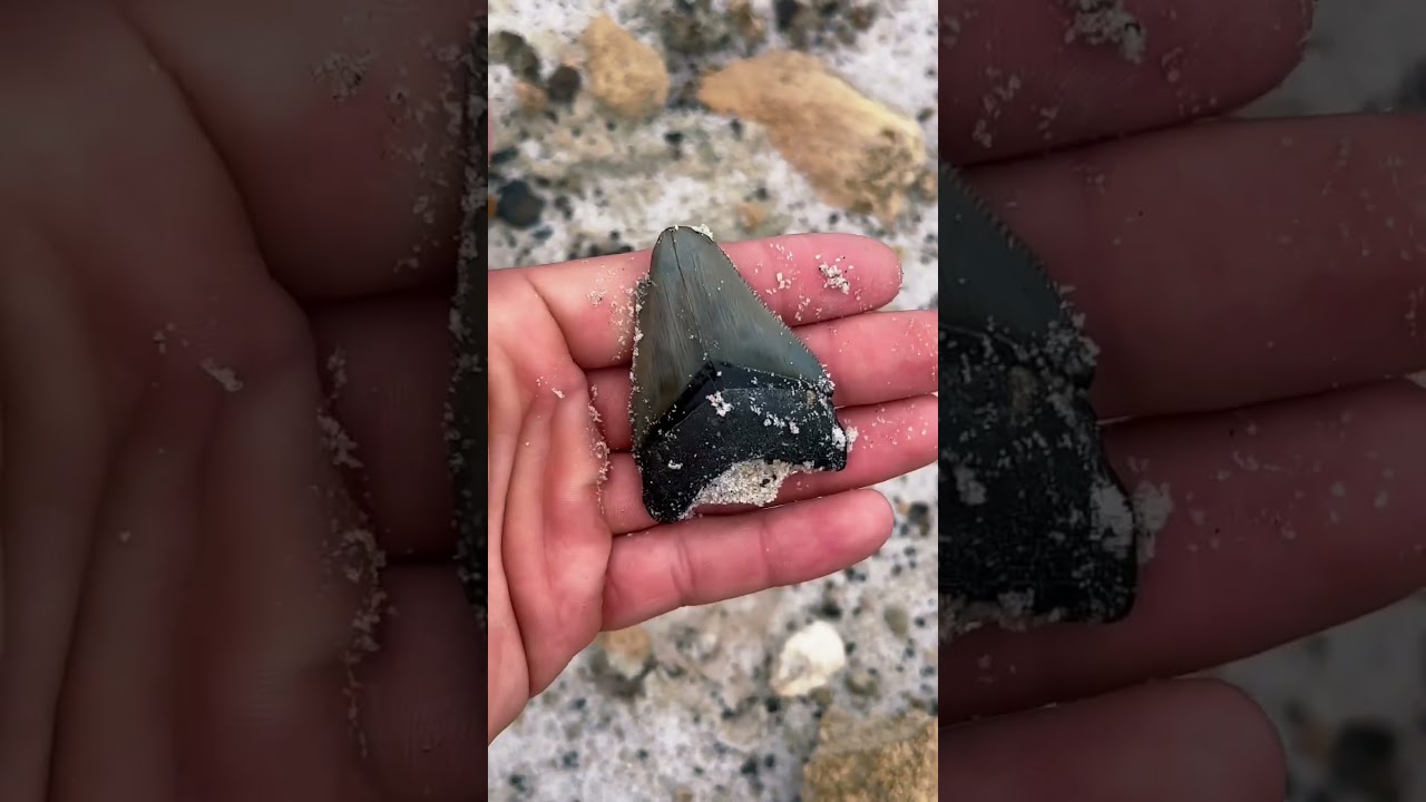 Dried Ocean Floor Reveals Ancient Fossils!
