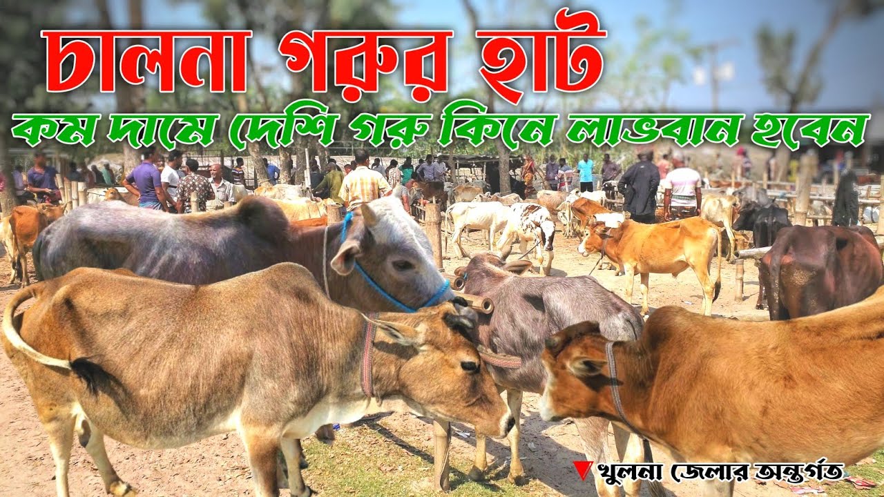 চালনা গরুর হাট | কম দামে দেশি গরু কিনে লাভবান হবেন | খুলনা, দাকোপ,চালনা | নগর বাংলা টিভি ২০২৪