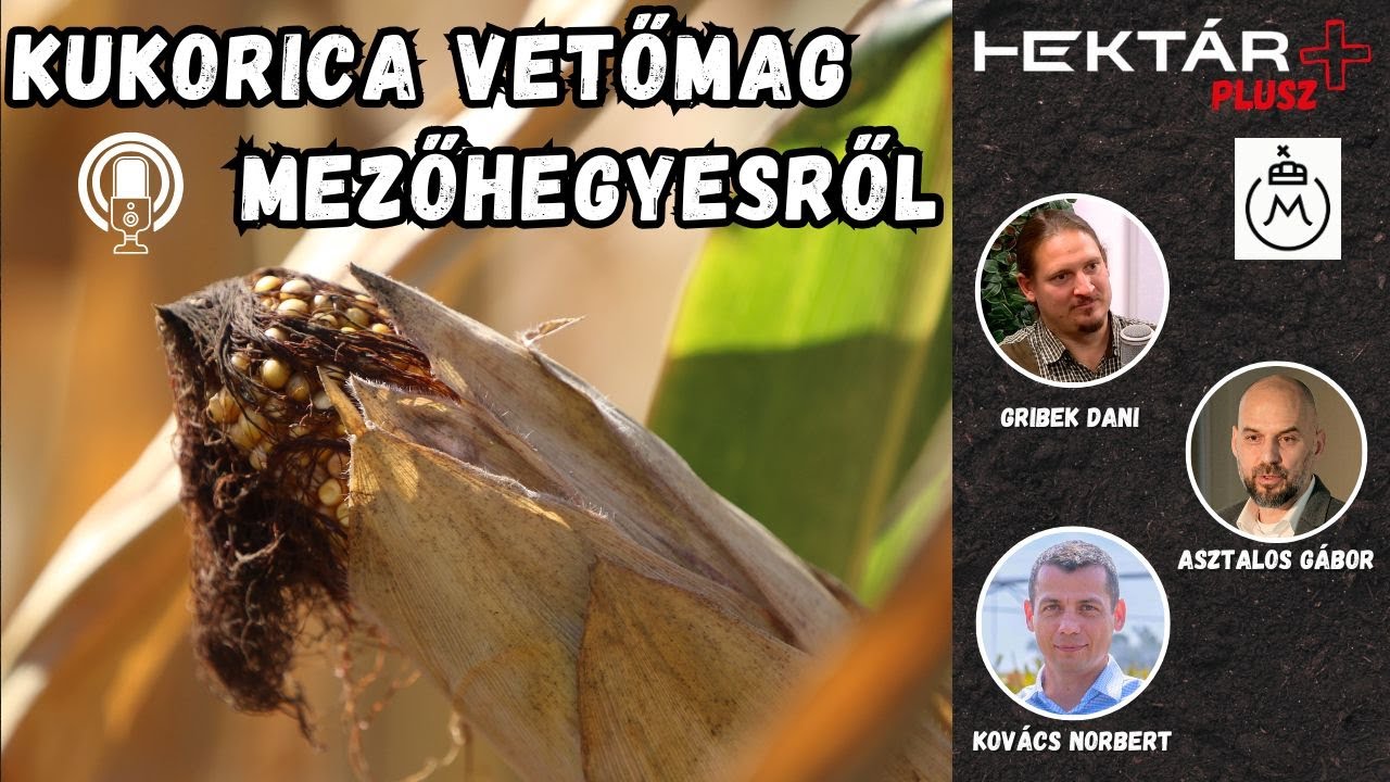 A Mezőhegyesi Ménesbirtoktól: sajátmárkás kukorica vetőmagok a Dél-Alföldről - és ez csak a kezdet
