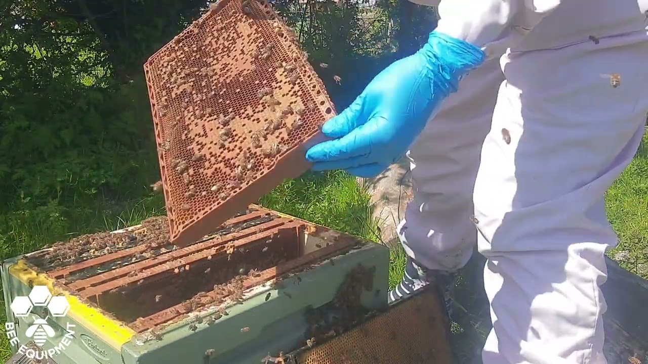 Re-queening An Aggressive Hive by Sue, BEET Member