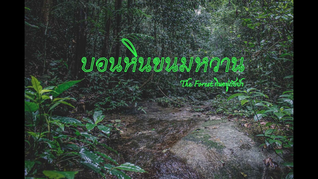 บอนหินขนมหวาน