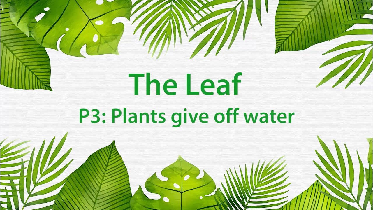 Montessori Elementary: The Leaf (Presentation 3 - Plants give off water)