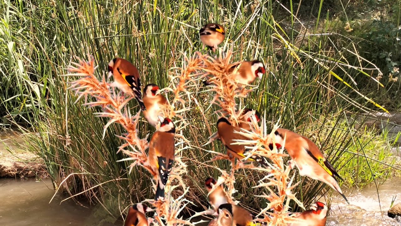 بتبتة الحسون تحفيز الحسون على التغريد والهيجان علاج صمت الحسون goldfinch stimulation #birds 