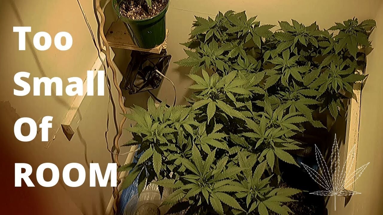 Small grow room - Cannabis Plants Share this video