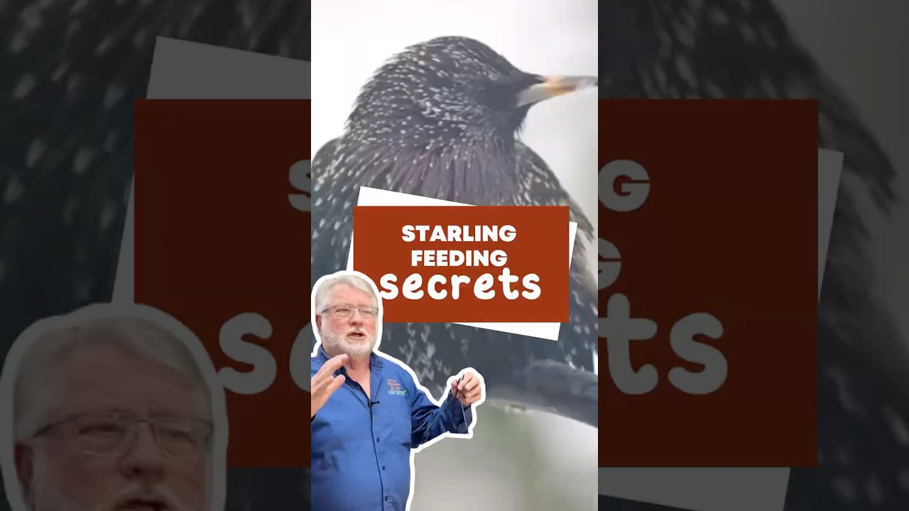 Starling Feeding Secrets #shorts