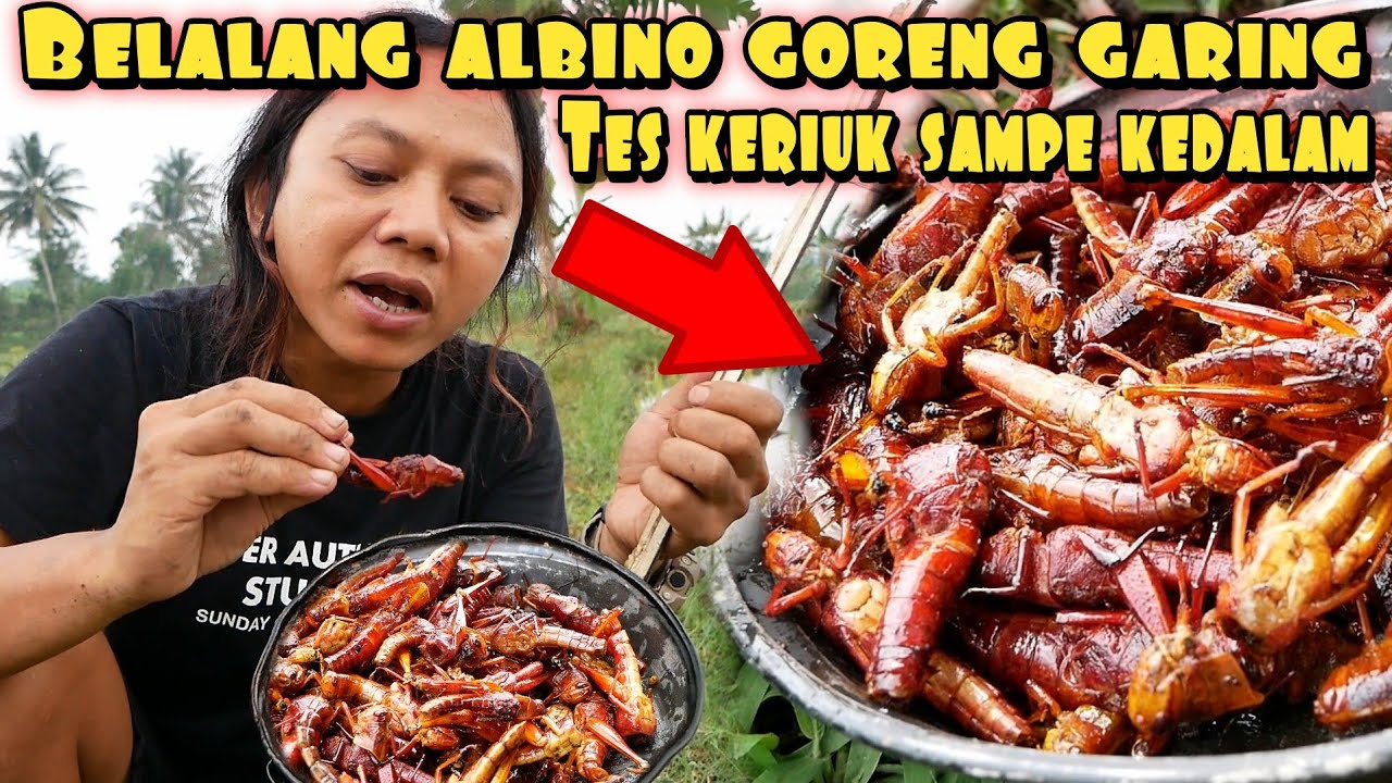 SECEPAT KILAT PANEN HAMA BELALANG PAKE TANGAN DEWA