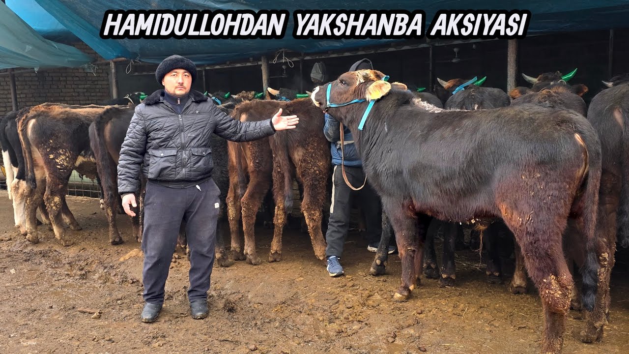 DAM  OLISH  KUNIDA  MIYYAGA  DAM  BERADIGAN  NARXLAR. HAMIDULLOHDAN  SIZ  UCHUN  MAXSUS.
