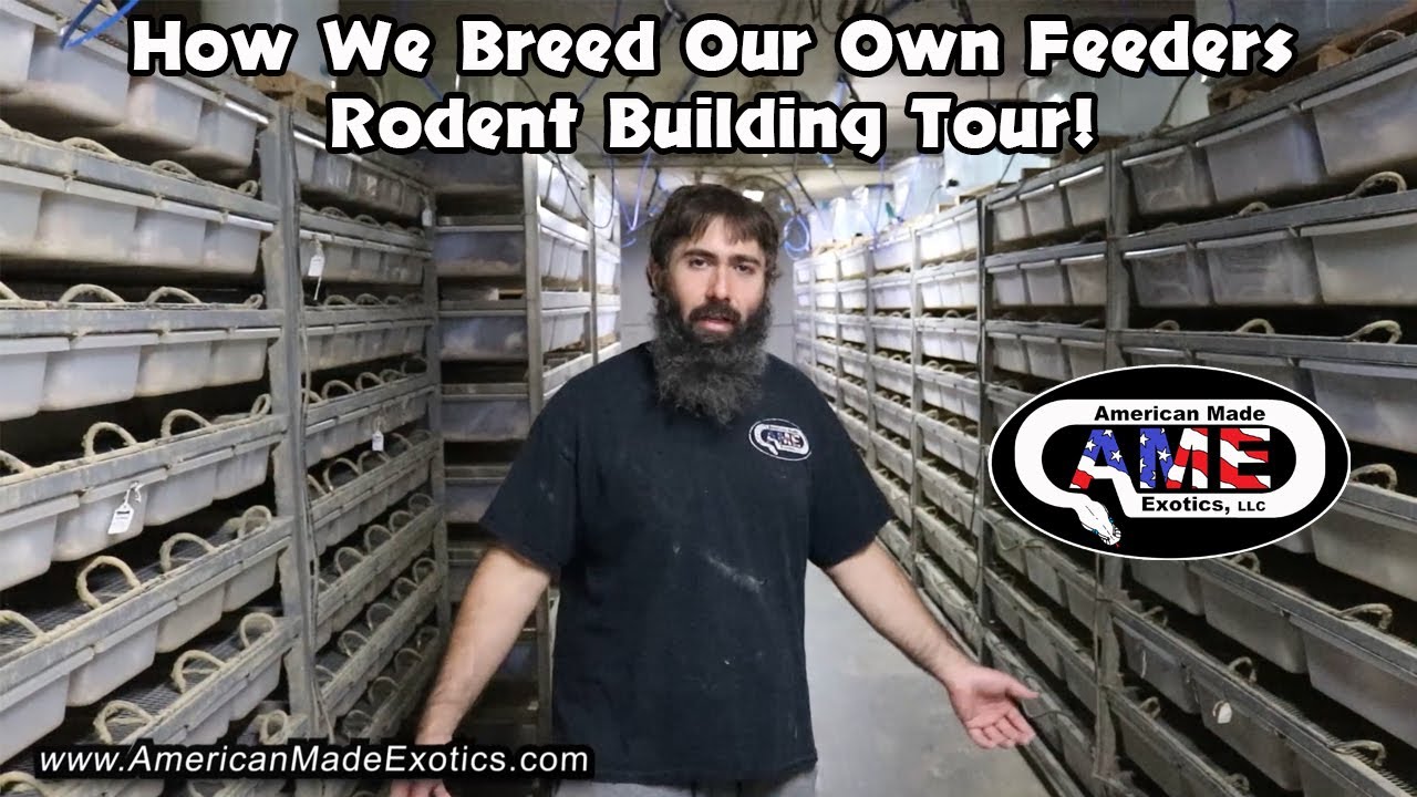 How We Breed Our Own Feeders, Rodent Building Tour!! AME v35b