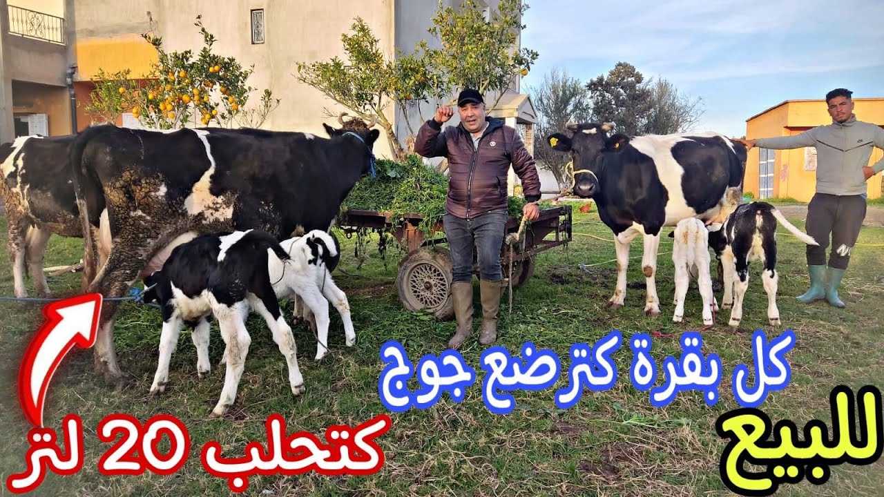 2 بقرات والدات 1 ضارة 🎇+ 2 عجل أو عجلة بلجيكية نواحي الغرب🇲🇦 إتصل بلمهور 06.61.32.99.48🌠
