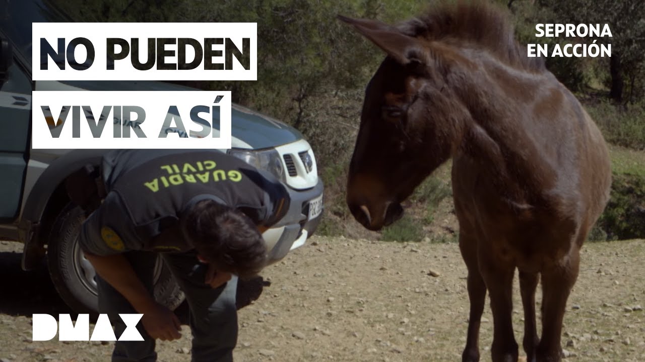 Delitos en la sierra | Seprona en acci&oacute;n