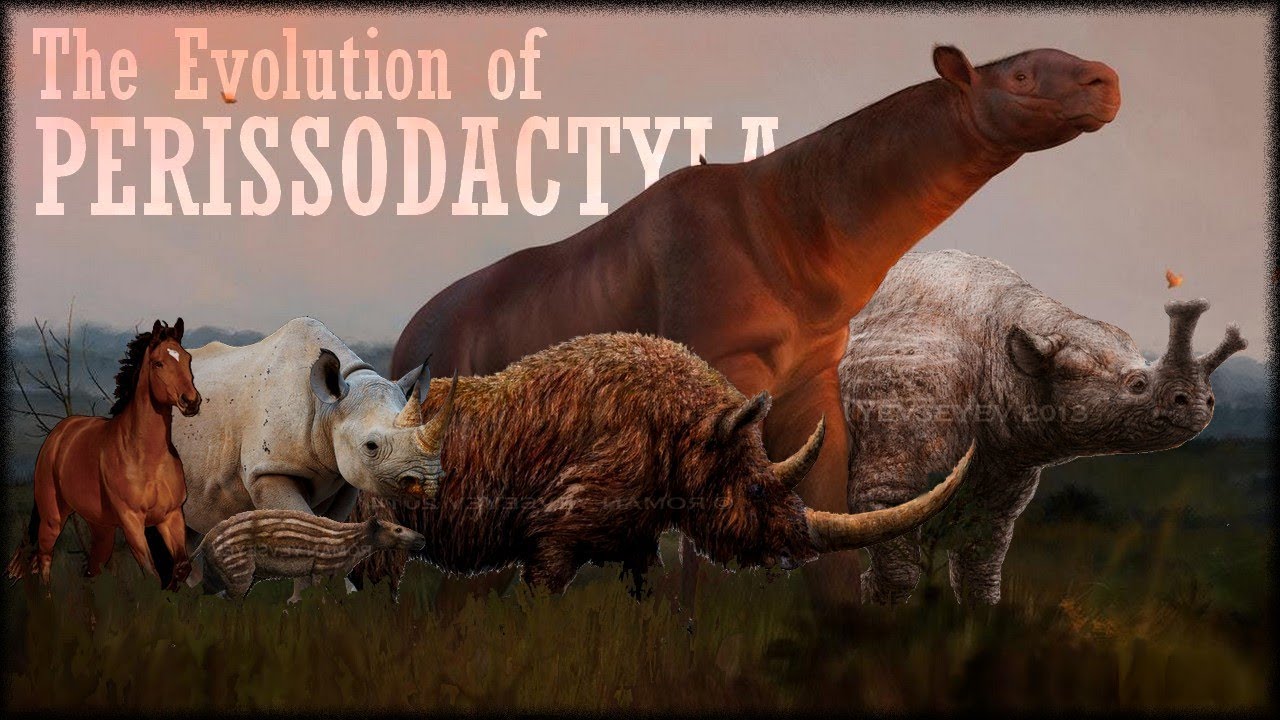 Evolution of Rhinoceros and Horses 🦏🐴