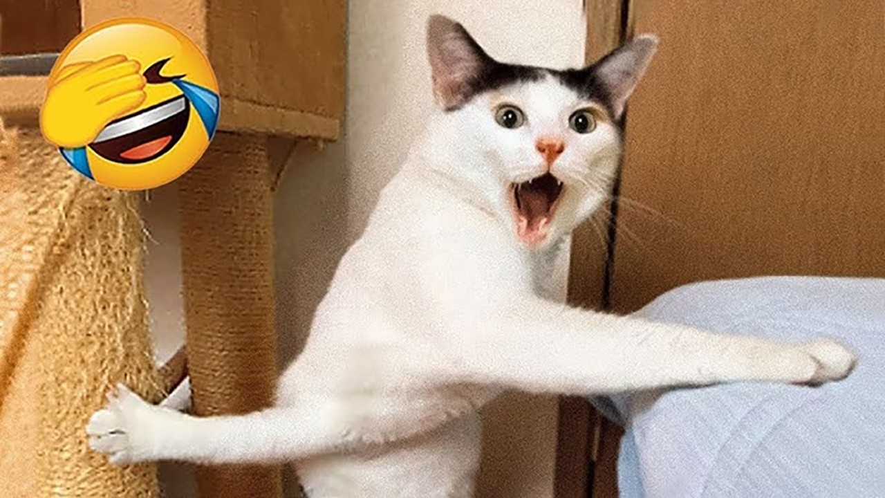 Hilarious Pet Moments That Will Make You LOL! #55