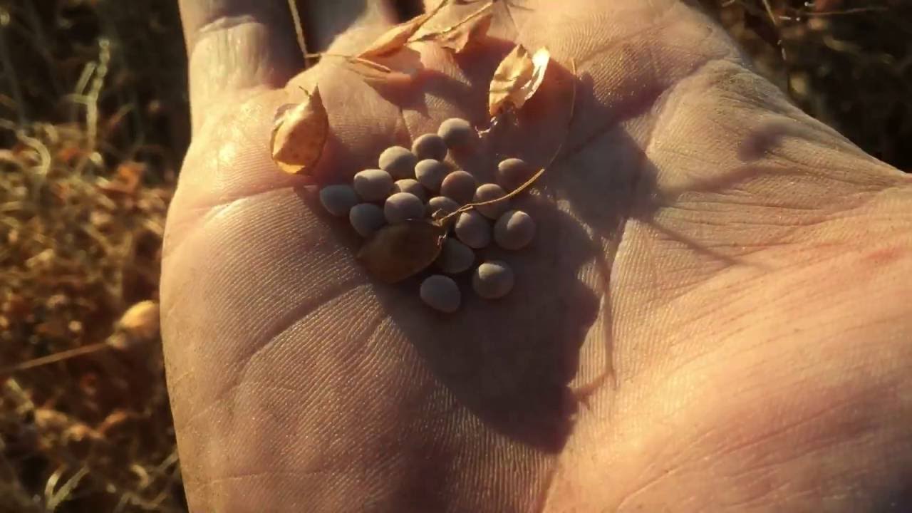 Preparing to harvest lentils 2016