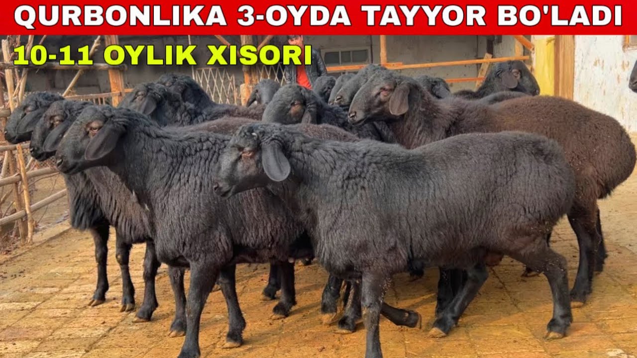 🔥🐑 10–11 oylik XISORI qo‘zilar — QURBONLIKKA TAYYOR, ARZON! 💰😱