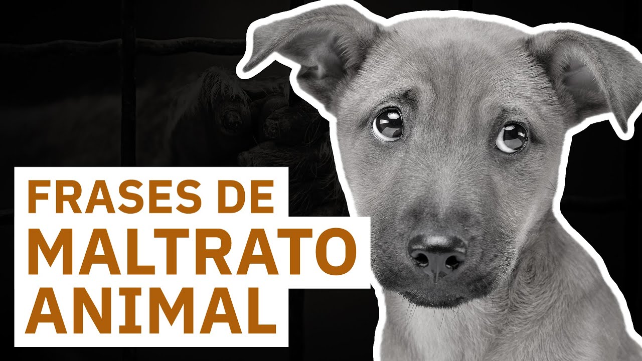 20 Frases contra el Maltrato Animal | Cuidar la Vida