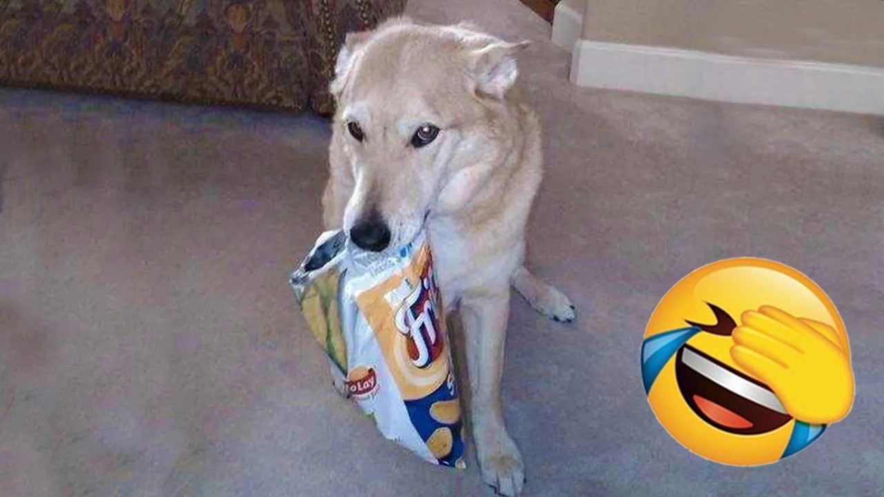 Funniest Cats and Dogs Clip 2026😼🐶You Laugh You Lose😜