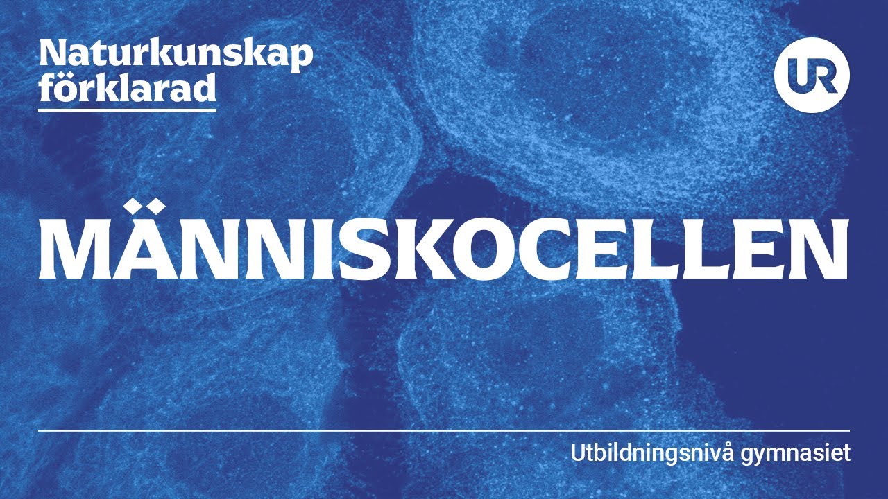 Människocellen förklarad | BIOLOGI | Gymnasienivå