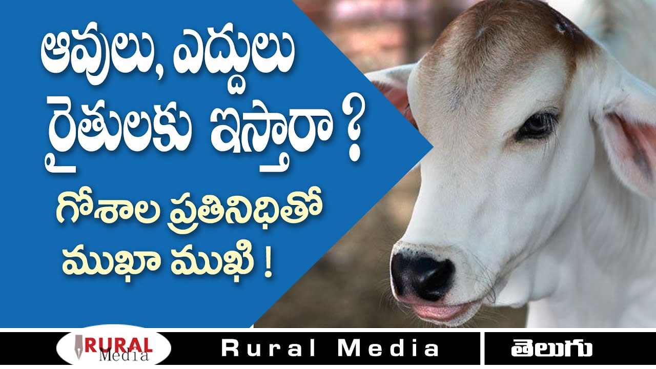 ఇక్కడ రైతులకు కాడెద్దులు ఇస్తారా ? | Free Cows, Buffaloes for farmers ? | Rural Media