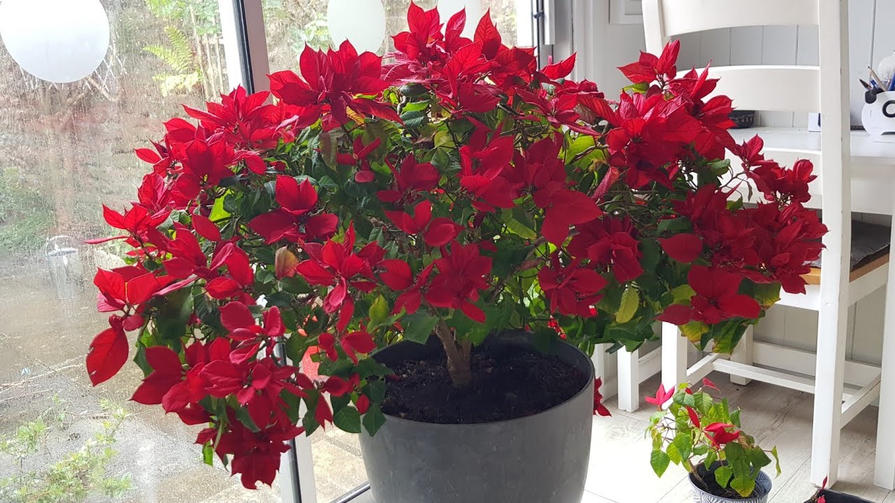 Poinsettia Care (May Update): Pruning my 4-year-old plant. So harsh but hopefully worth it!
