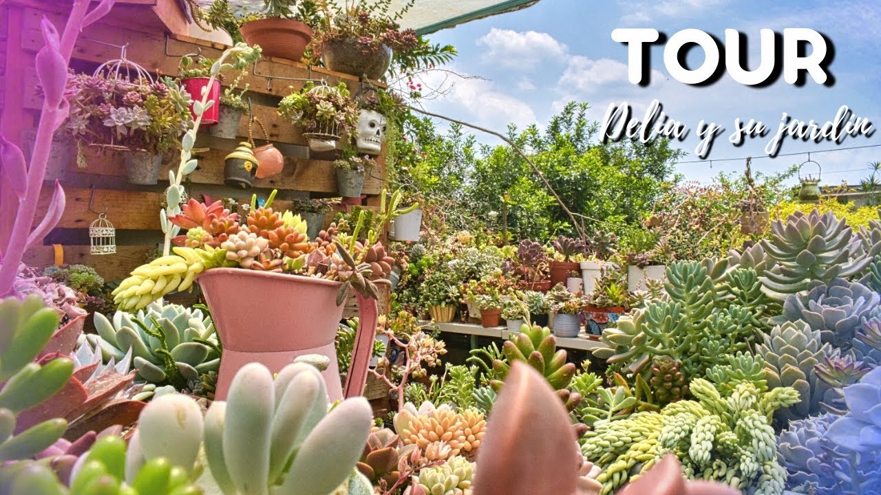 TOUR colección de SUCULENTAS de MI JARDÍN🌱 | POR FIN!! | Delia y su Jardín 💚 Pt.1