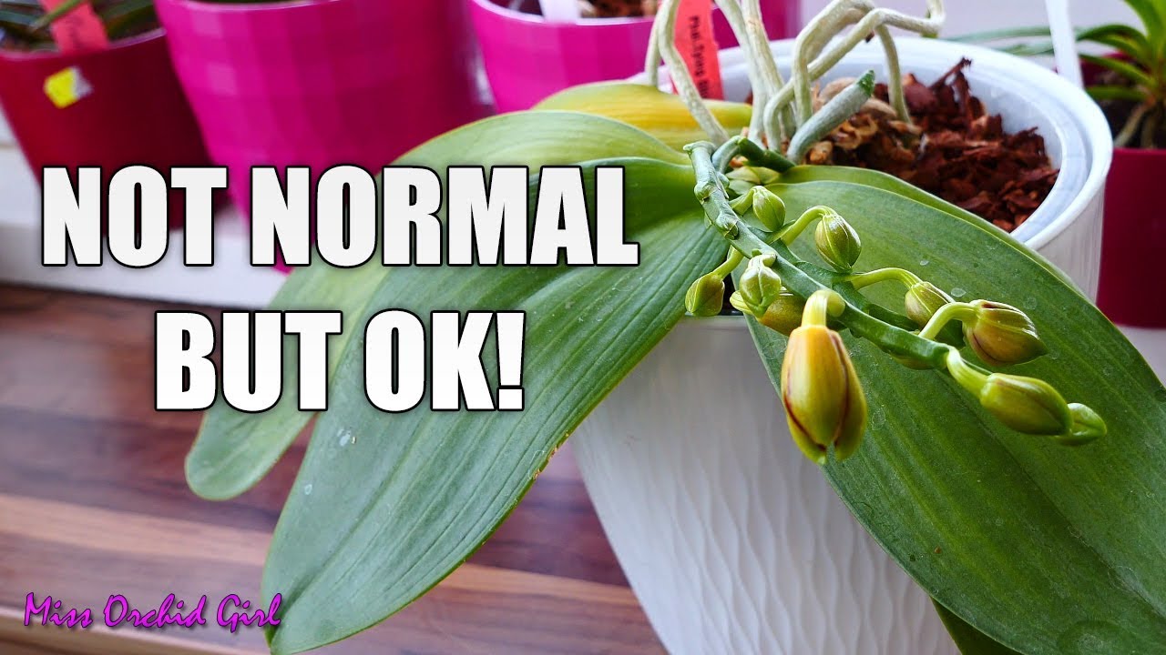 Surprising Orchid flower spikes - Not normal, but not bad!