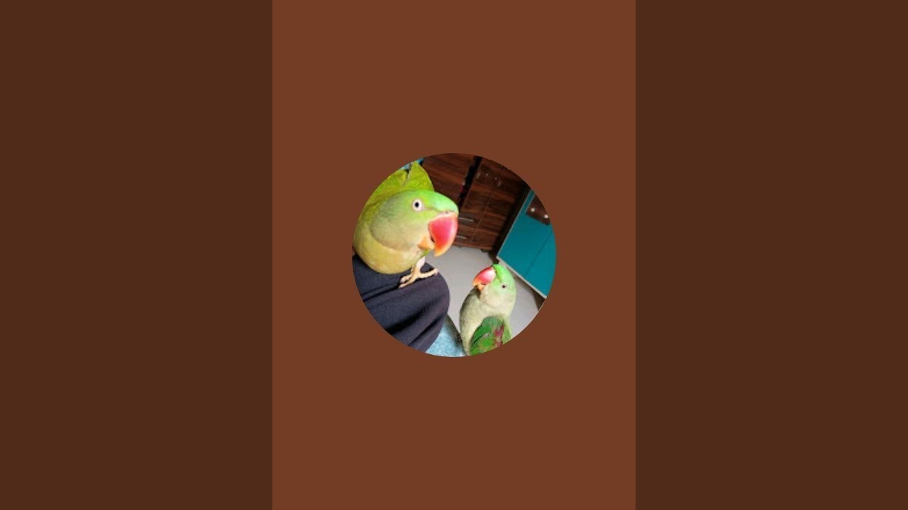 parrots mumma is live