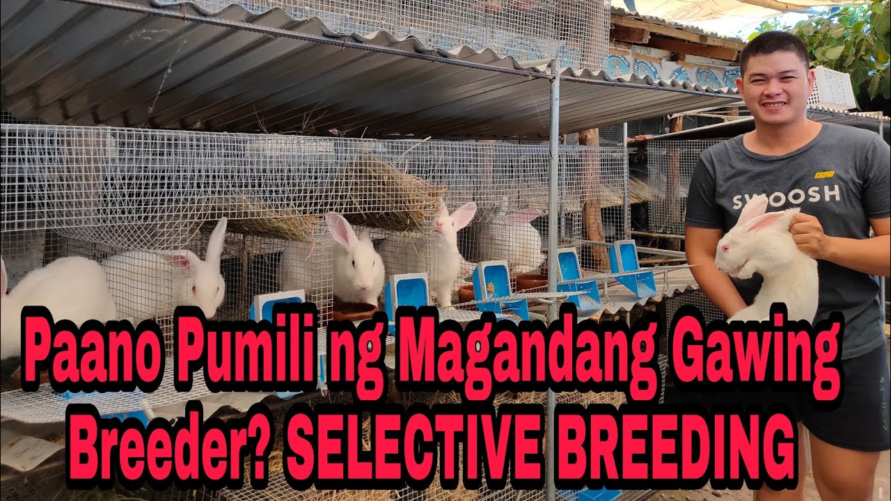 Pano Pumili ng Mga Gagawing Magagandang Rabbit Breeder?#Rabbit #kuneho