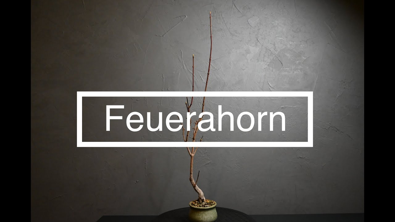 Feuerahorn/Acer Ginnala, Kürzen der Krone, Update, My Hobby Bonsai, Feb 2022