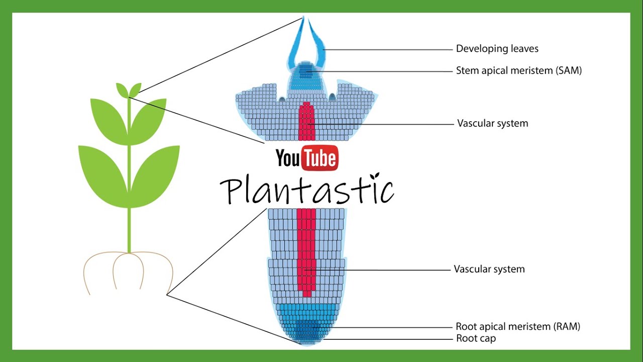Plant Tissue Culture - Meristem Culture