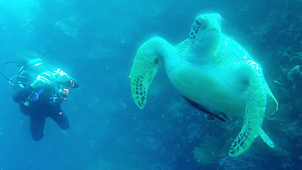 Tauchen-Bunaken Island in rainy February