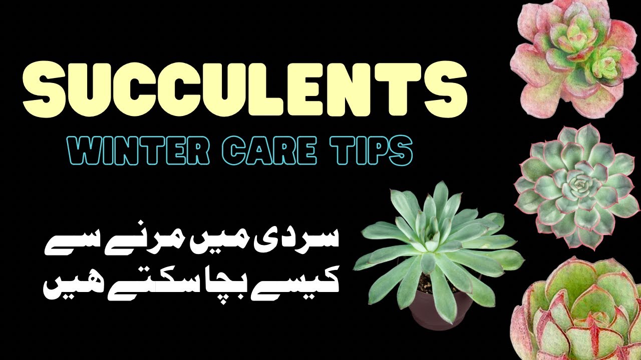 Succulents Winter Care Tips