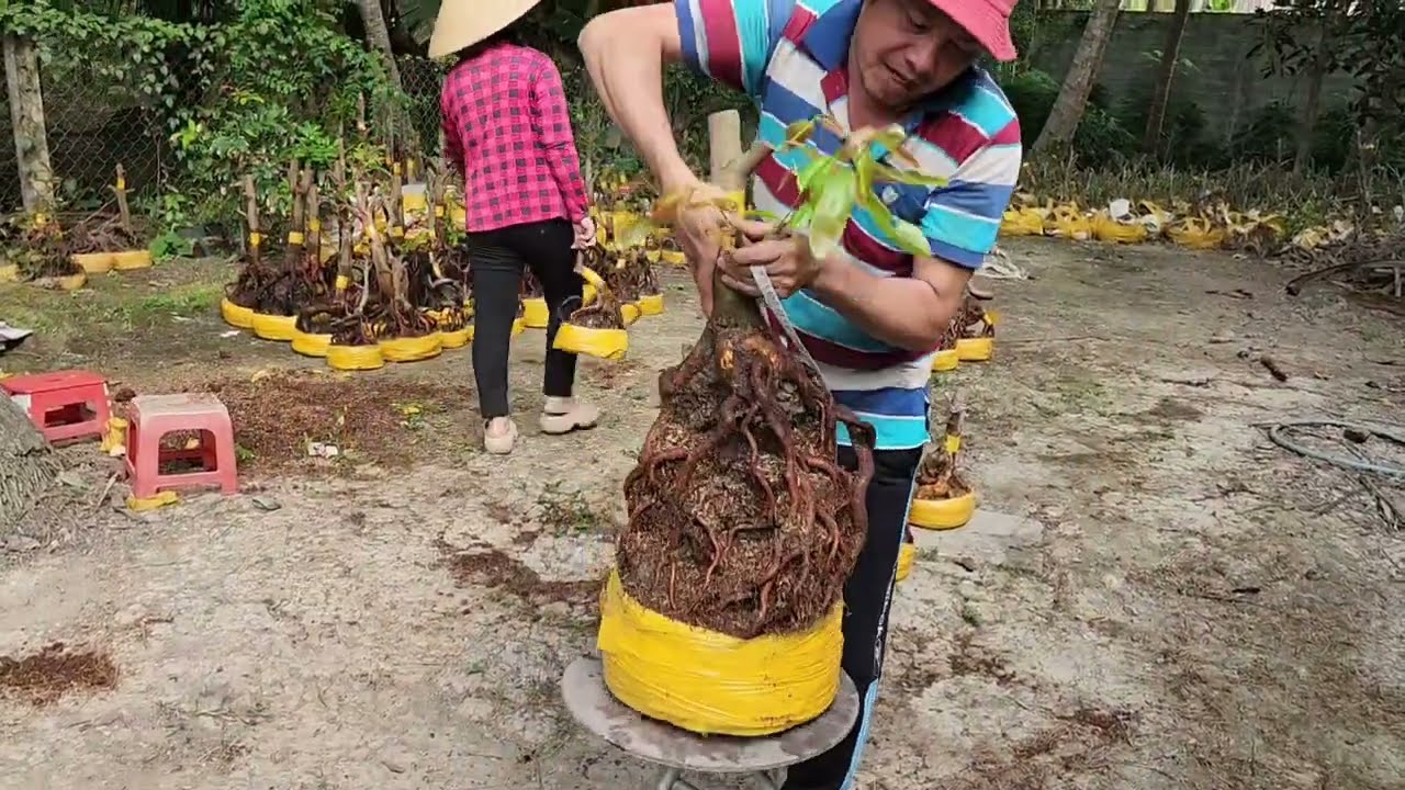 Mùng 8 Tết a Nên  0918818355 v 0328438848 mai phôi bonsai đẹp giá rẻ