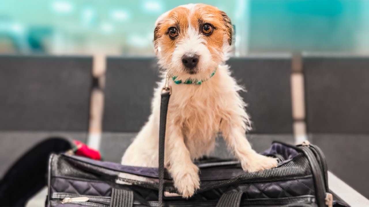 Perrita Escapa de la Perrera y Vuela A Casa