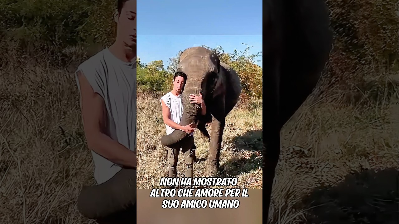 Momenti di commozione quando gli animali si riuniscono ai loro amici
