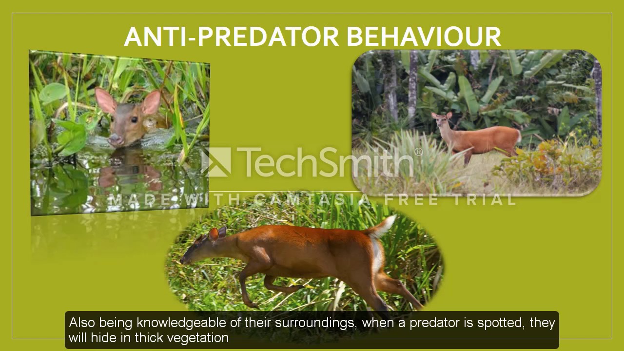 The Red Brocket Deer in Trinidad and Tobago by Danielle Newallo