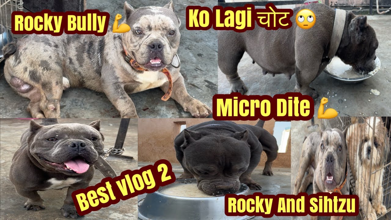 American bully Rocky’s Injury Update: The Shocking Truth | #dog #doglovers