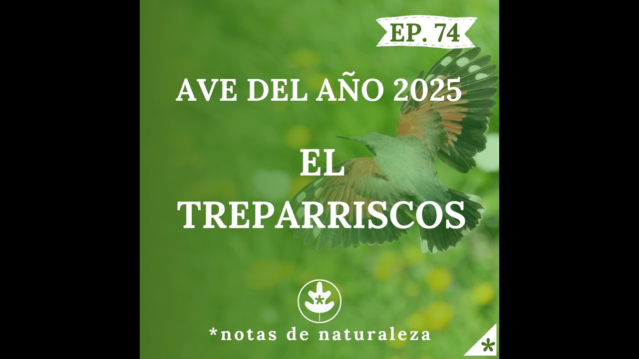 Ave del año 2025: El Treparriscos. #74